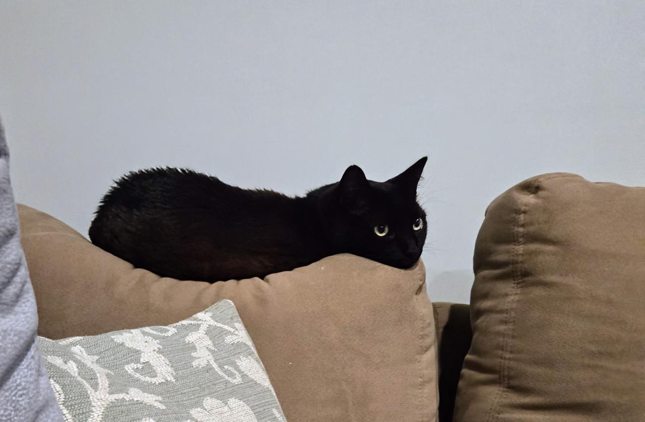 I don't even know which cat this is, but she sure looks comfy! A black cat on a sofa back.
