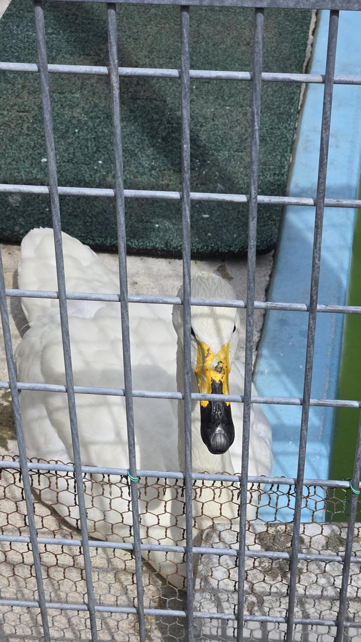 Swans look significantly less majestic when you're close enough to see them look like dinosaurs. Swans look significantly less majestic when you're close enough to see them look like dinosaurs.