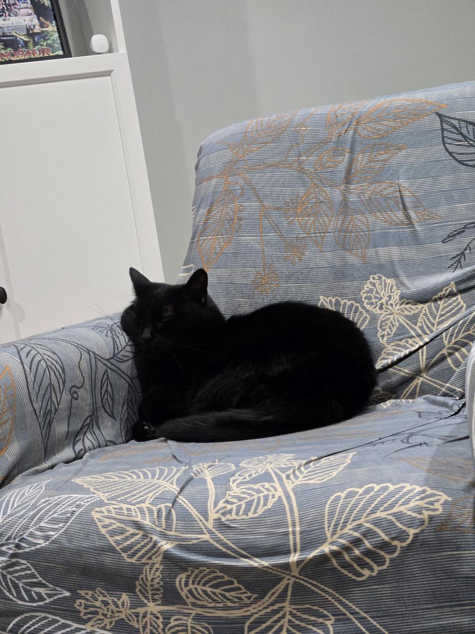 This is the chair that Xena slept in, always. It was like her bed.