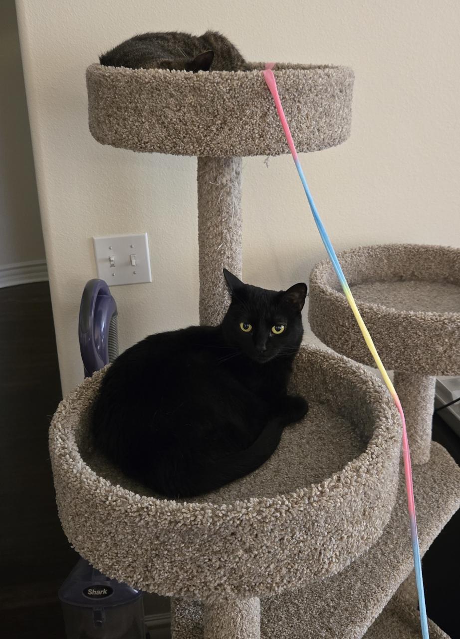 Xena hanging out with Ripley on the cat tree.