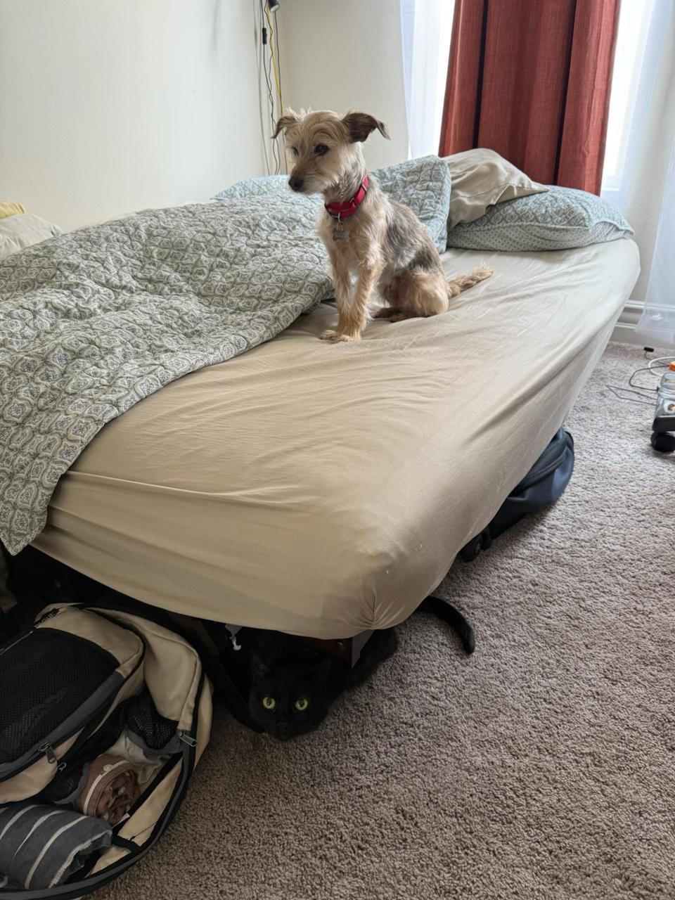 Xena doesn't love the dog yet; she's learned that he's safe, but hasn't learned that the *sounds* he makes are safe.